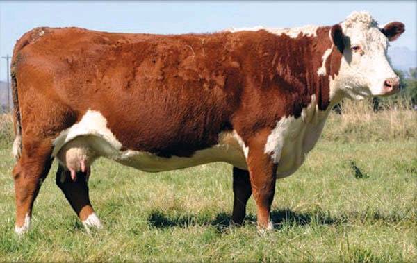 Real Cows