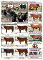 2008 Harrell Bull Roundup :: page 2 :: click to view as JPG image (300 kb)