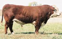 Hereford Herd Sire :: HH Advance 255M 1 ET :: click to enlarge.