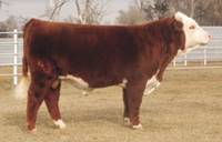 Hereford Herd Sire :: HH Advance 255M 1 ET :: click to enlarge.