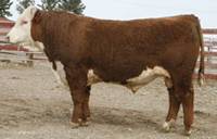 Hereford Herd Sire :: HH Advance 255M 1 ET :: click to enlarge.