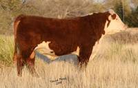 Hereford Herd Sire :: HH Advance 255M 1 ET :: click to enlarge.