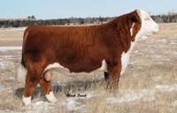 Hereford Herd Sire :: HH Advance 255M 1 ET :: click to enlarge.