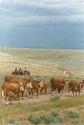 Summer in the valley : click to enlarge.