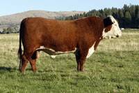 Hereford Sire: OXH Mark Domino 0125 : click to enlarge.