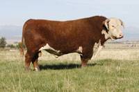 Hereford Herd Sire :: CL 1 Domino 5147R :: click to enlarge.