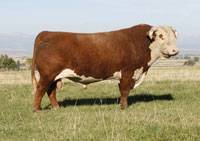 Hereford Herd Sire :: HH Advance 255M 1 ET :: click to enlarge.