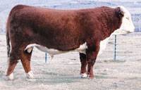 Hereford Herd Sire :: HH Advance 255M 1 ET :: click to enlarge.