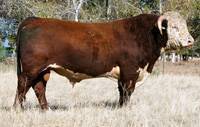 Hereford Herd Sire :: HH Advance 255M 1 ET :: click to enlarge.