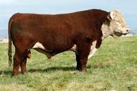 Hereford Herd Sire :: HH Advance 255M 1 ET :: click to enlarge.