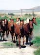 Young horses coming in : click to see full image.