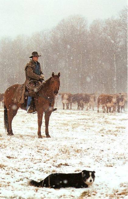 2124 Bobby watching herd : click to enlarge.