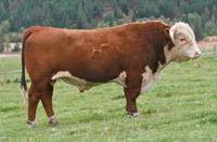 Hereford Herd Sire :: HH Advance 255M 1 ET :: click to enlarge.