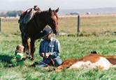 Harrell Horses