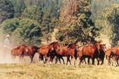 Harrell Horses