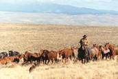 Harrell Horses