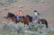 Harrell Horses