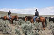 Harrell Horses