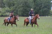 Harrell Horses