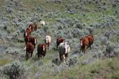 Harrell Horses