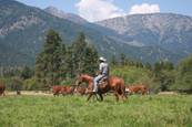 Harrell Horses