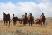 Harrell Horses