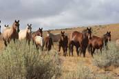 Harrell Horses