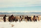 Harrell Horses