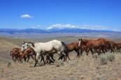 Harrell Horses