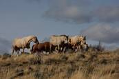 Harrell Horses