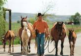 Harrell Horses