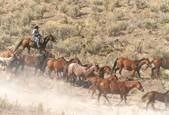 Harrell Horses