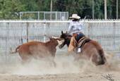 Harrell Horses