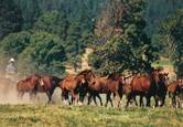 Harrell Horses
