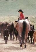 Harrell Horses
