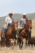 Harrell Horses