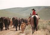 Harrell Horses