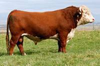 Hereford Herd Sire :: HH Advance 255M 1 ET :: click to enlarge.