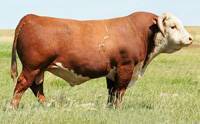 Hereford Herd Sire :: HH Advance 255M 1 ET :: click to enlarge.
