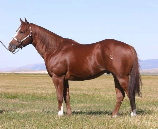 RR Frenchmans Bully