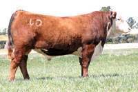 Hereford Herd Sire :: CJH Harland 408 :: click to enlarge.