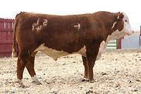 Hereford Herd Sire :: CL 1 Domino 5147R :: click to enlarge.