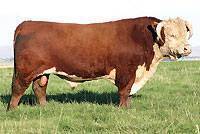 Hereford Herd Sire :: CL 1 Domino 246M :: click to enlarge.