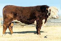 Hereford Sire : CL 1 domino 9126J 1 ET : click to enlarge.