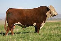 Hereford Herd Sire :: H5 501 Domino 001 :: click to enlarge.