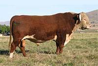 Hereford Sire: H5 767 Advance 349 : click to enlarge.