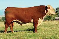 Hereford Herd Sire :: H5 9126 Domino 465 :: click to enlarge.
