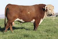 Hereford Herd Sire :: HH Advance 255M 1 ET :: click to enlarge.
