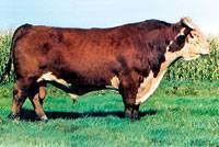 Hereford Sire : OXH Mark Domino 0125 : click to enlarge.