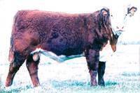 Hereford Sire: OXH Mark Domino 0125 : click to enlarge.